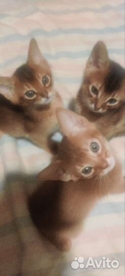 Абиссинские котята