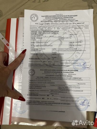 Йоркширский терьер