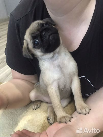 Щенки мопса