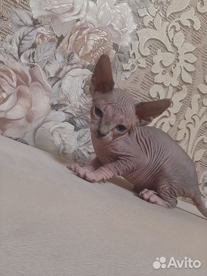 Канадский сфинкс