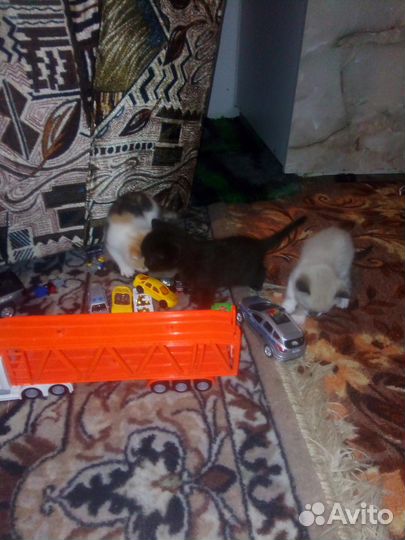 Отдам в добрые руки