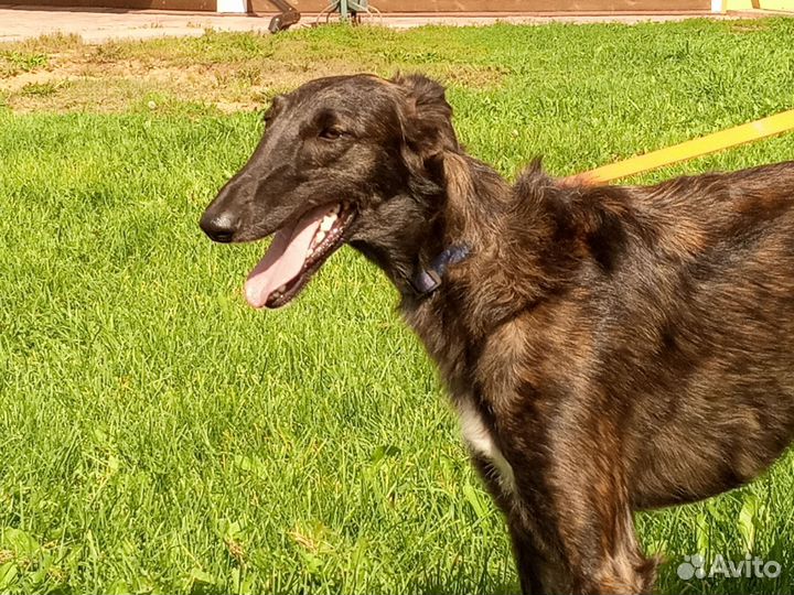 Собака в добрые