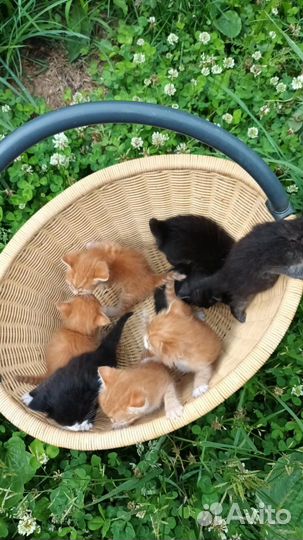 Котята в добрые руки бесплатно