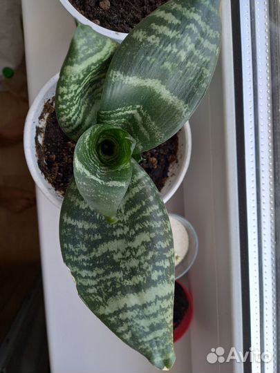 Комнатные растения