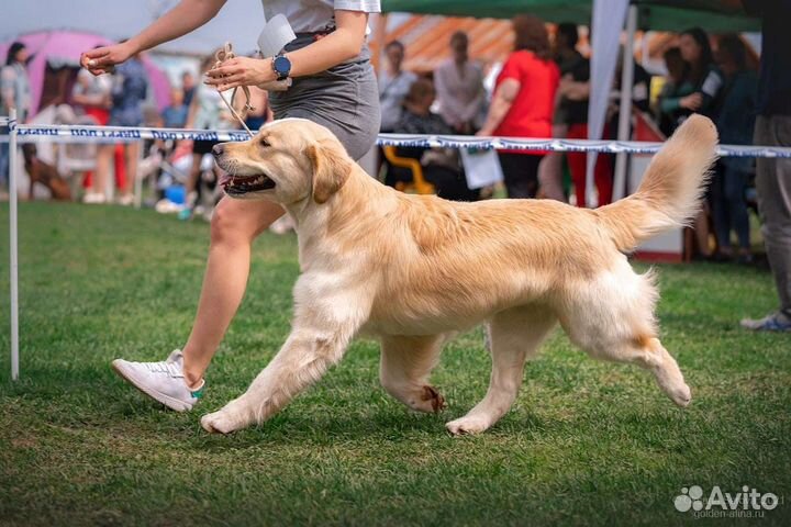 Кобель Золотистого ретривера для вязки