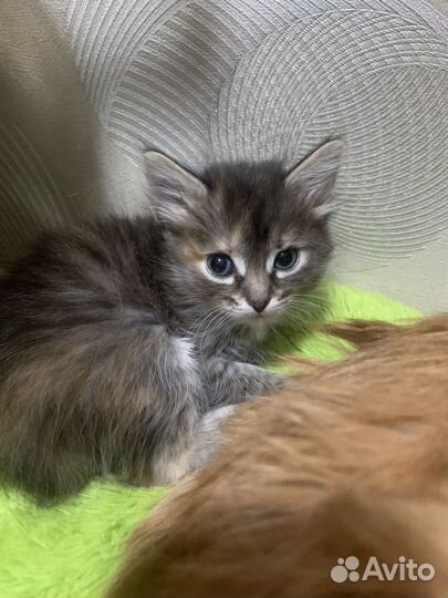 Котенок
