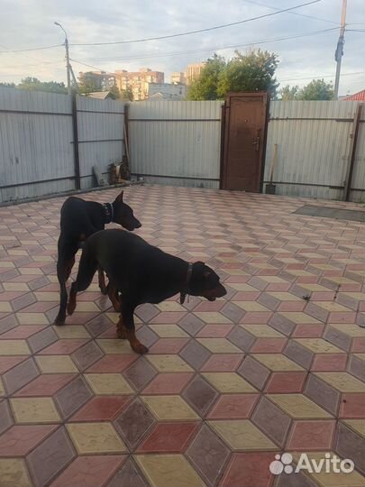 Щенки добермана