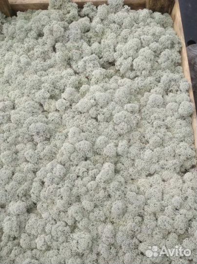 Ягель с леса живой