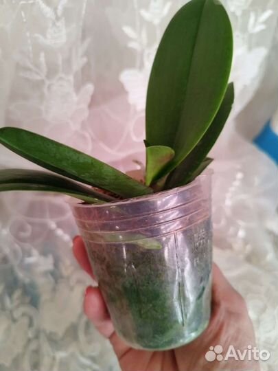 Орхидея Phal. Pinif от Son Ja