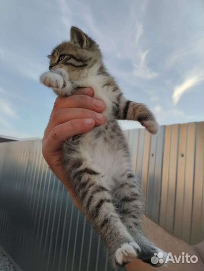 Кошка в дар бесплатно