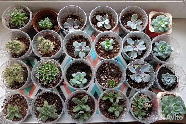 Суккуленты