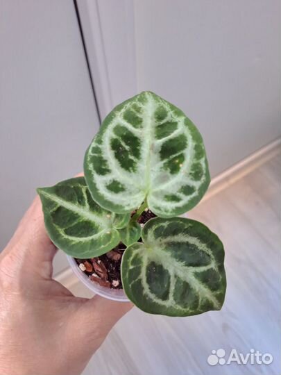 Комнатные растения цветы