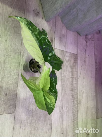 Сингониум imperial вайт