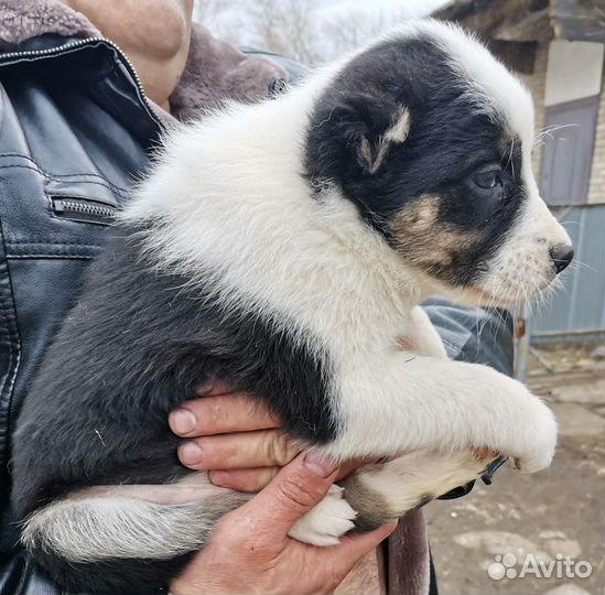 Среднеазиатская овчарка