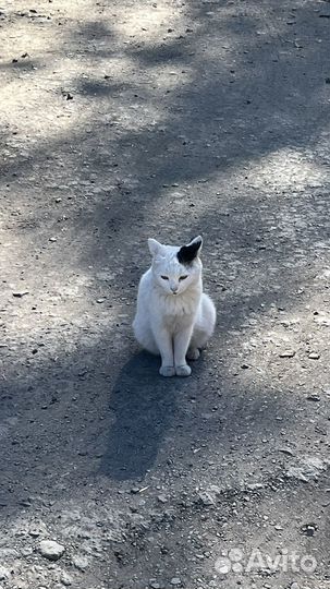 Кошка
