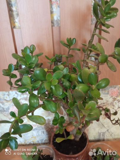 Крассула толстянка денежное дерево