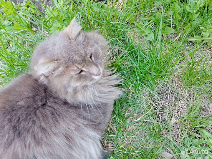 Кошка в дар бесплатно