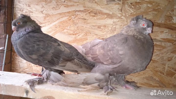 Голуби узбекские