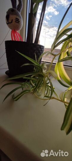 Хлорофитум хохлатый