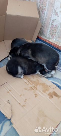 Хаски ищут дом