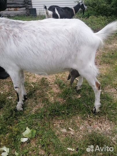 Коза дойная молочная альпийская