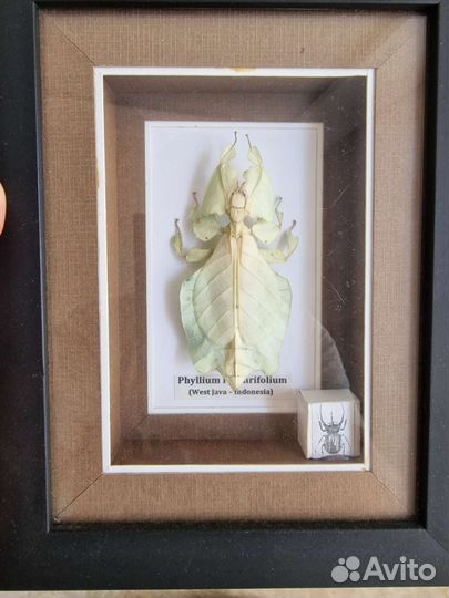 Лиственница