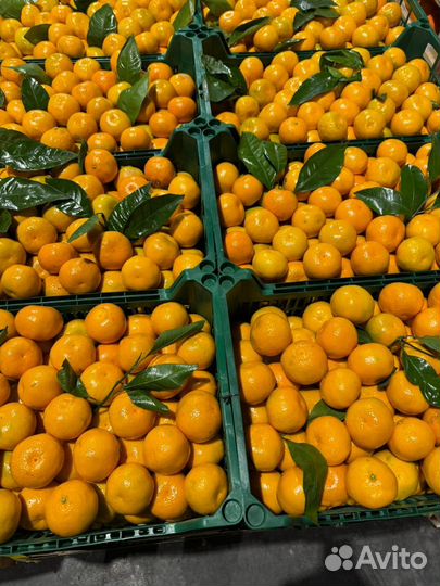 Мандарины без косточек сатцума