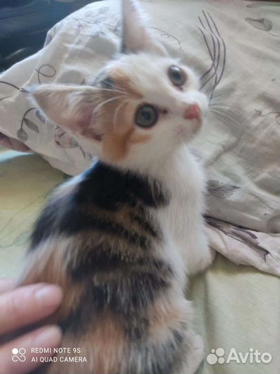 Котенок в добрые руки