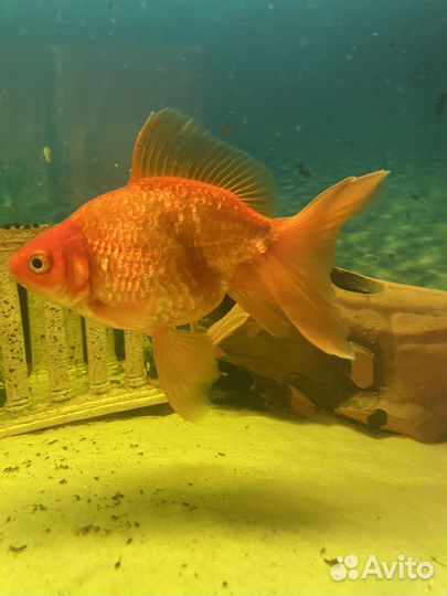 Аквариумные рыбки