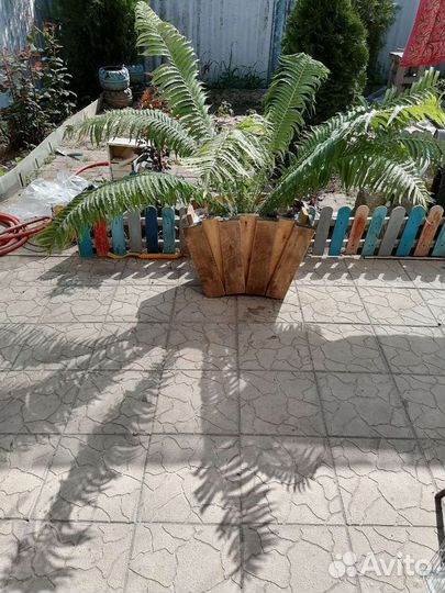 Папоротник в горшке