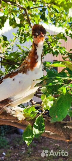 Алтайская бентамка