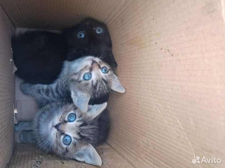 Котята в добрые руки бесплатно пос.Лесной
