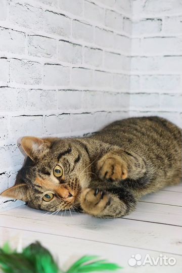 Кошка в дар