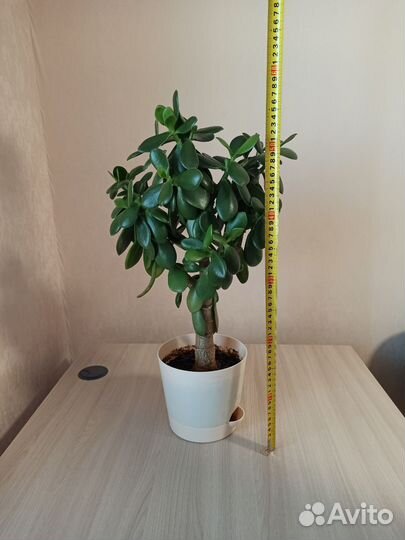 Денежное дерево толстянка