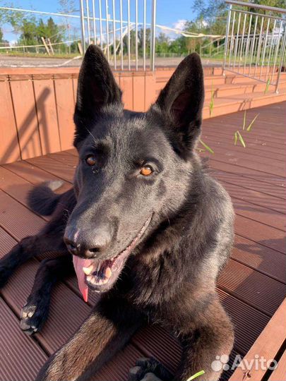 Вязка немецкая овчарка