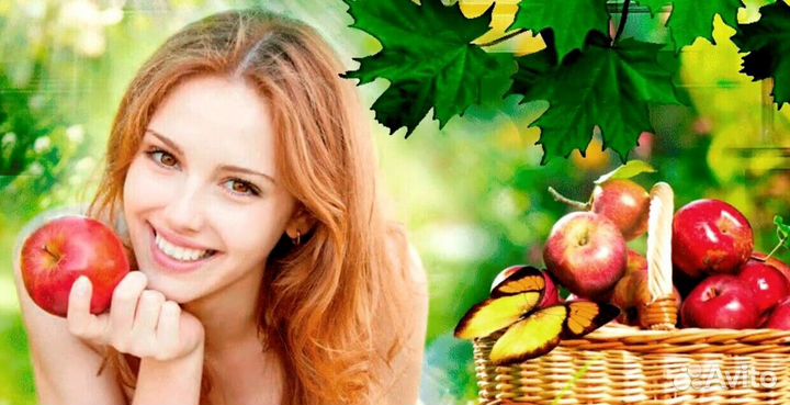 Работа Сборщиком яблок