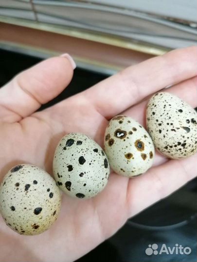 Мясо перепелов, перепелиное яйцо