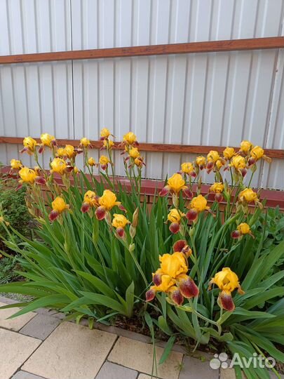 Ирис жёлтый