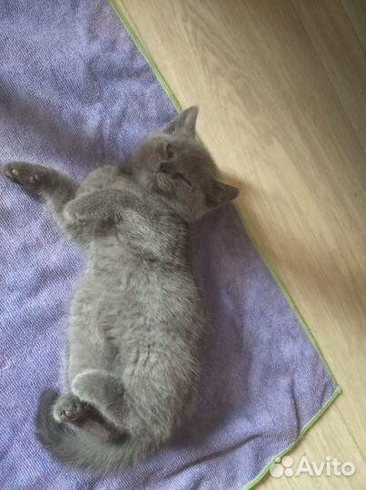 Британская кошка