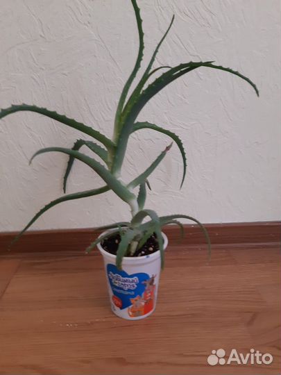 Алоэ, отростки