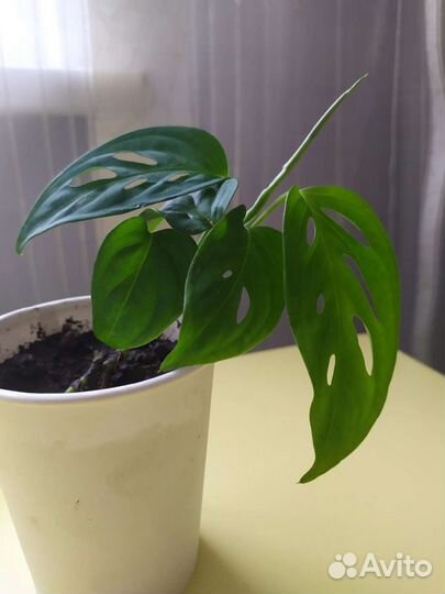 Монстера манки и другие растюшки