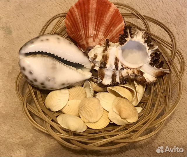 Ракушки и камешки