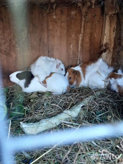 Морские свинки