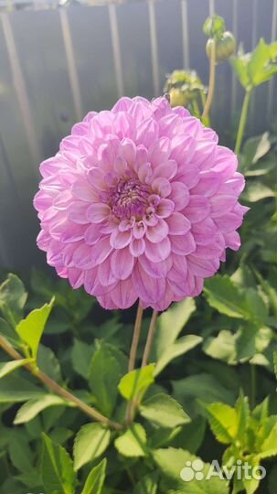 Георгин, цветы для сада