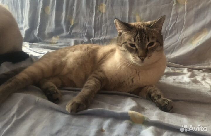 Шикарный кот