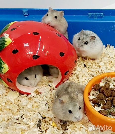 Джунгарские хомячки