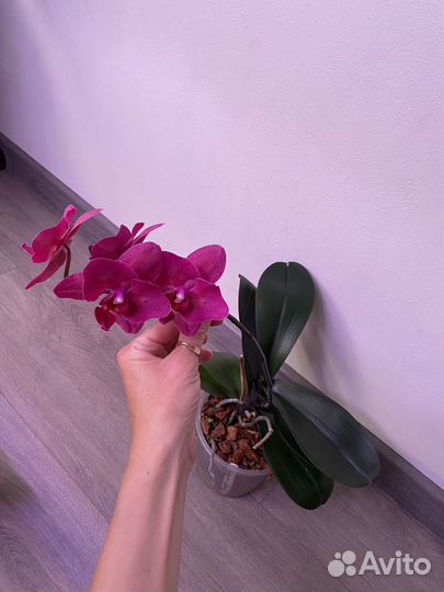 Цветет. Бабочка. Орхидея