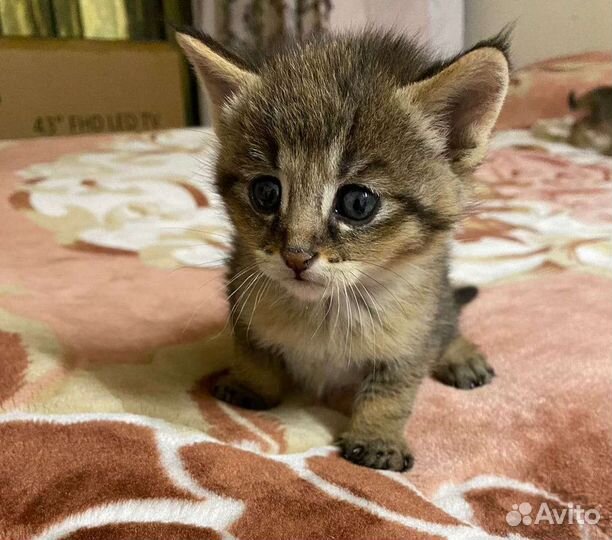 Чаузи ф1 котик