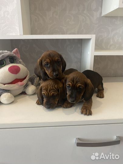 Такса таксы