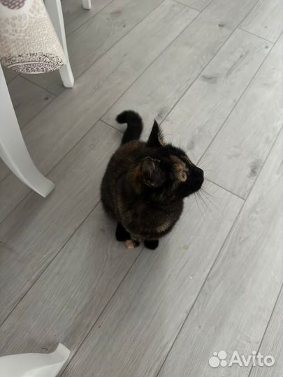 Кошки в добрые руки